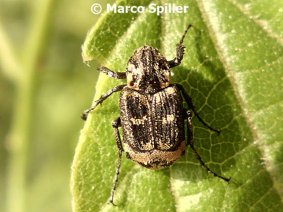 Coleottero da identificare: Valgus hemipterus